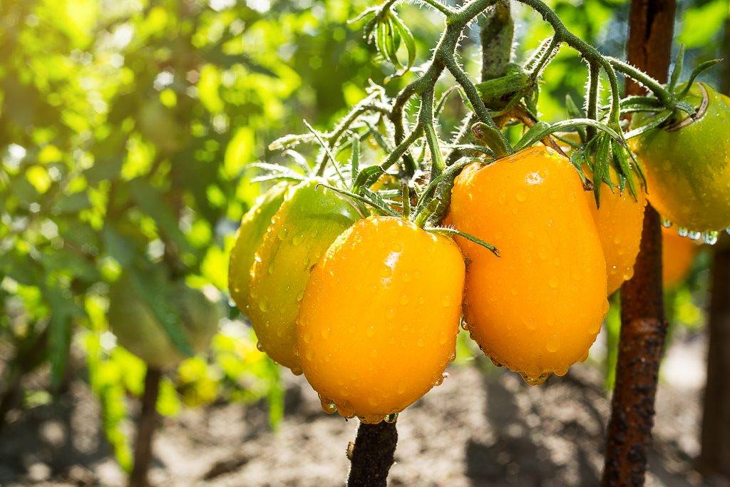 Характеристика и описание помидоров «чудо рынка» с фото