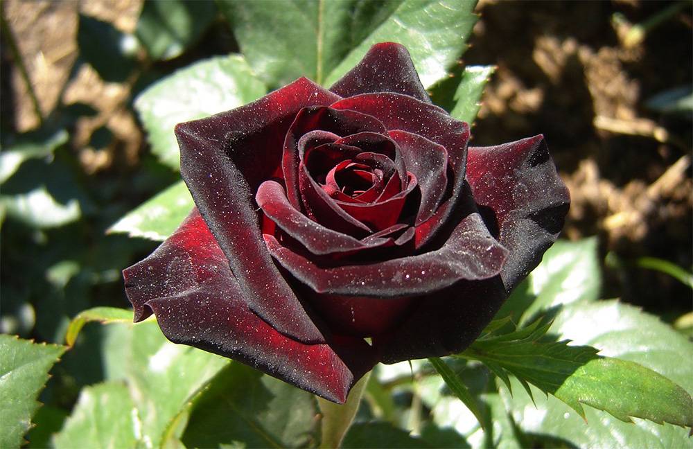 Характеристики и описание гибридной розы сорта Блэк Баккара, посадка и уход