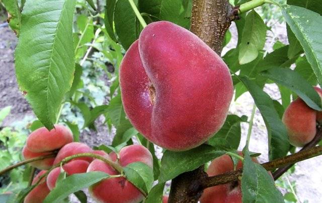Инжирный персик: выращивание и уход
