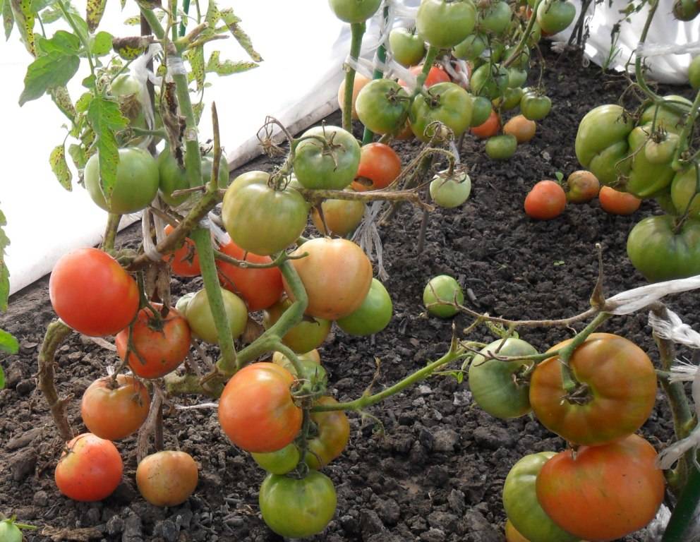 Характеристика томата толстый джек и описание плодов