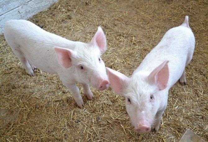 Описание свиней породы ландрас