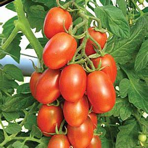Описание и особенности выращивания томата маруся