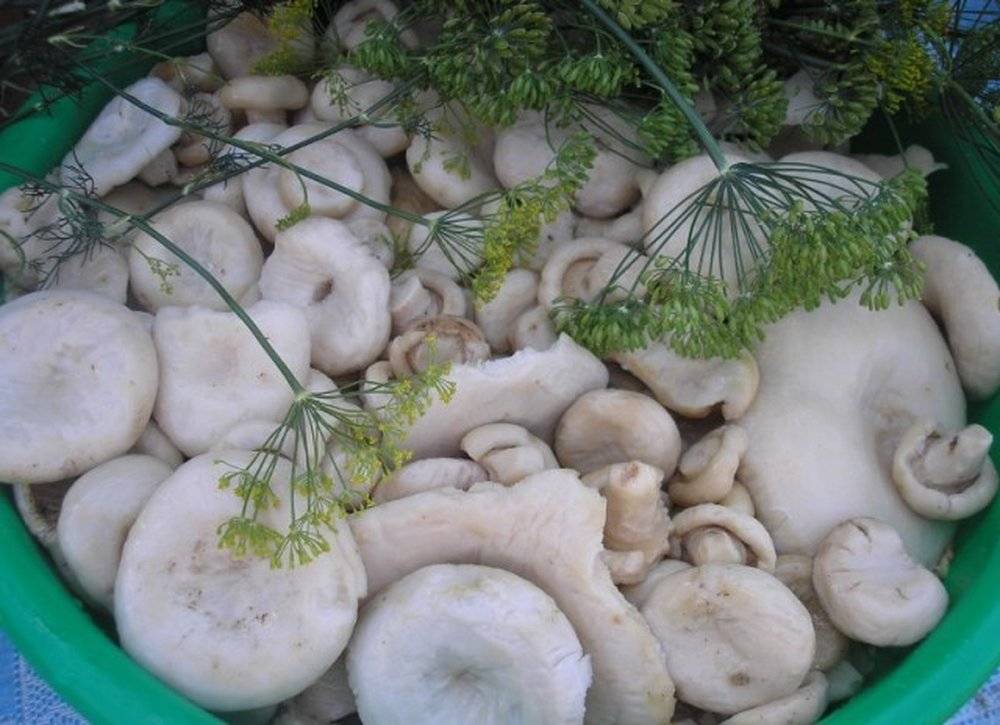 Как правильно солить грибы белянки холодным и горячим способом