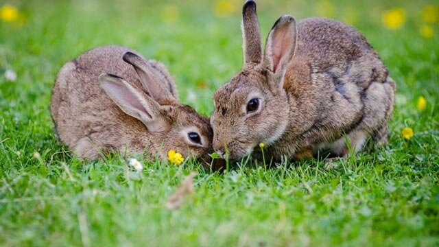 Случка кроликов – правила и советы