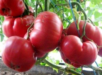 Характеристика и описание сорта томата Медовый гигант, его урожайность