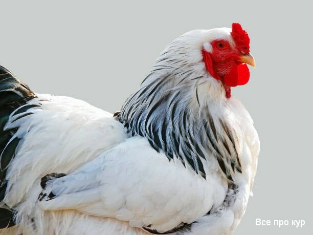 Одна из самых популярных в россии — первомайская порода кур