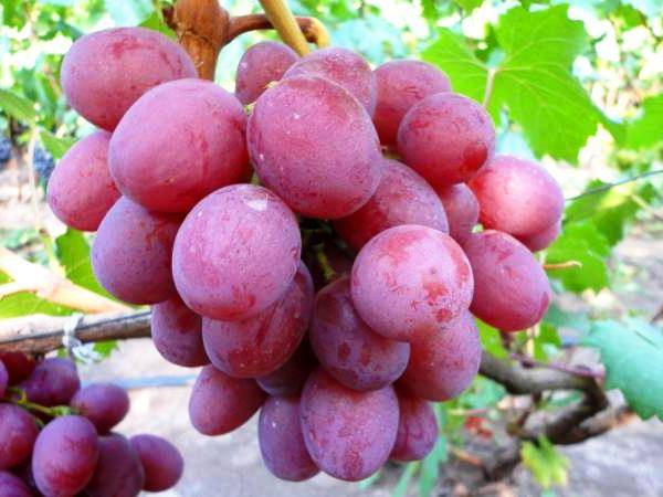 Характеристики винограда восторг и как вырастить этот сорт?