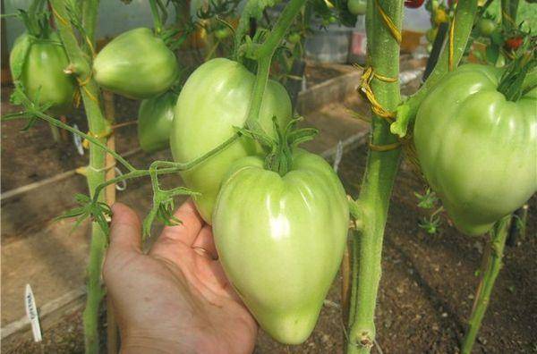 Сорт орлиный клюв — томаты удивительной формы и вкуса