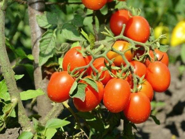 Гибрид томата «черри ира f1»: фото, видео, отзывы, описание, характеристика, урожайность