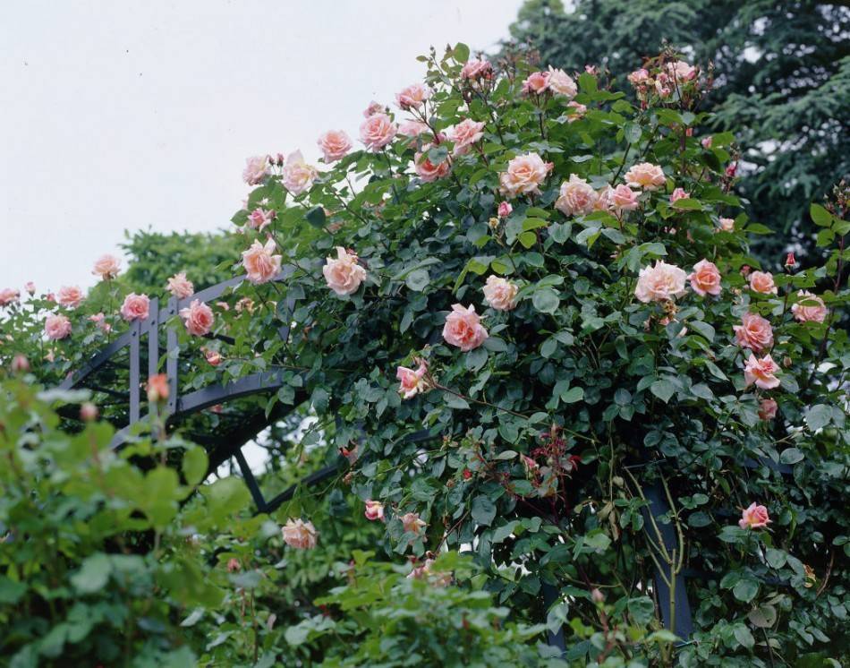 Роза салита (salita) — характеристики и особенности куста