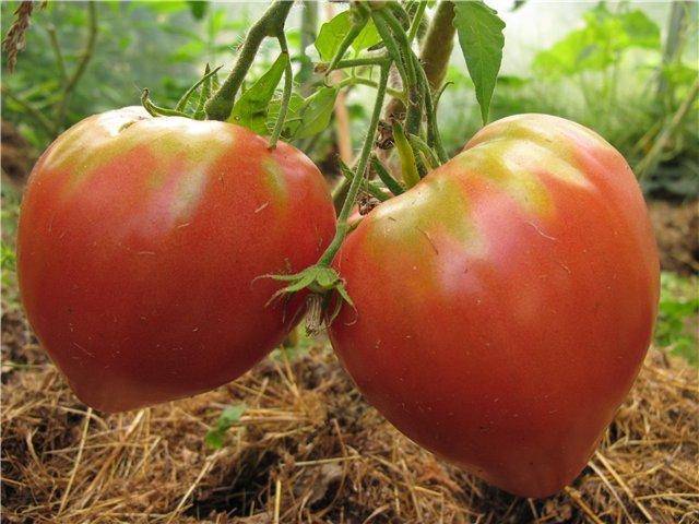 Среднеспелый крупноплодный сорт томатов «розовый мед»