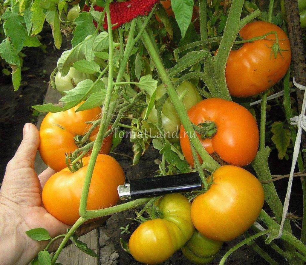 Вкусный и ароматный томат пиноккио: инструкция для выращивания на подоконнике, а также последующий уход