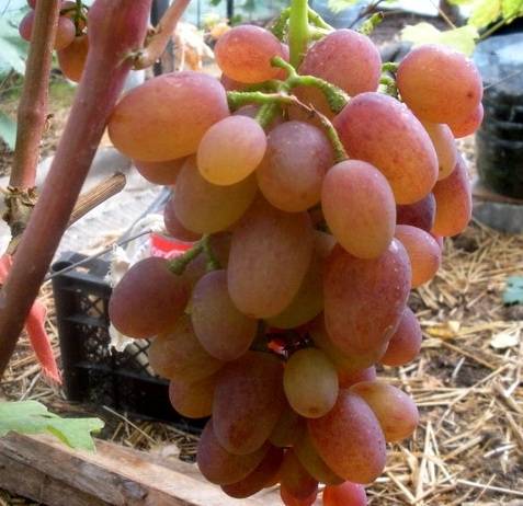 Виноград рута – сильнорослый виноград с чудесным вкусом