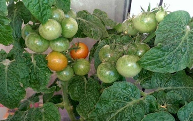 Как вырастить помидоры без огорода? посадите томат балконное чудо
