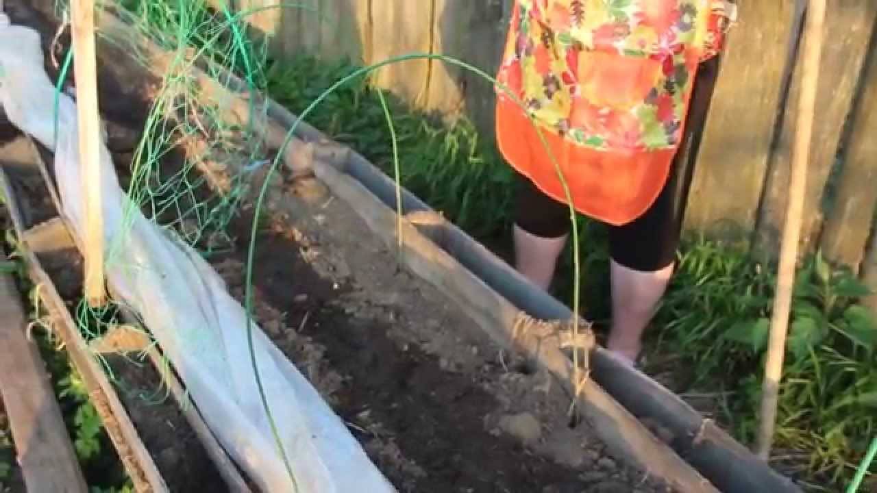 Огурцы: выращивание из семян на огороде