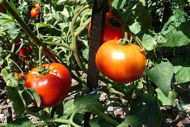 Как сажать и выращивать помидоры «москвич» («москвичка») — описание сорта и советы огородникам