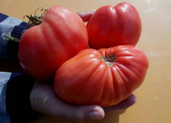 Характеристика и описание сорта томата Воловье сердце, его урожайность