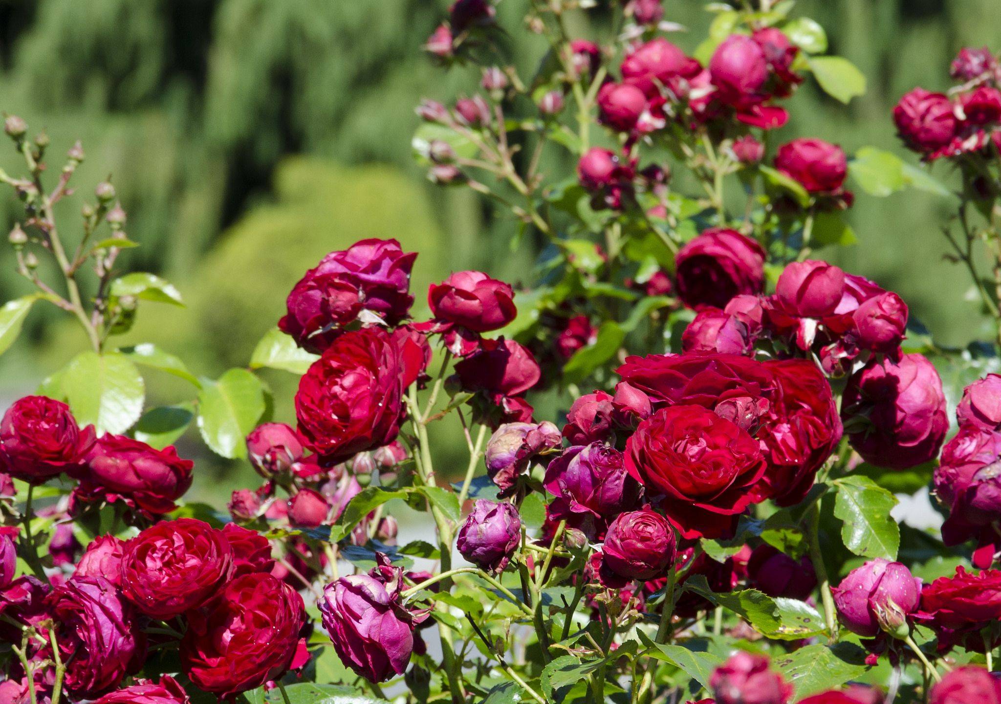 Розы лучшие сорта для средней полосы фото с названиями