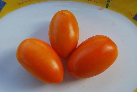 Характеристика и описание томата «козье вымечко»