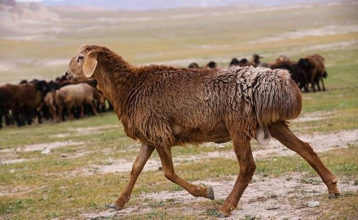 Обзор гиссарской породы: достоинства и особенности овец