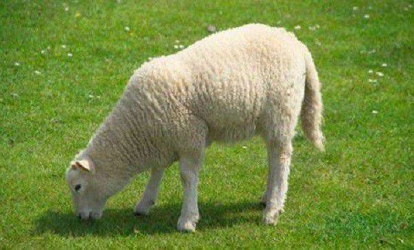 Чем кормить овец в домашних условиях: нормы и рацион