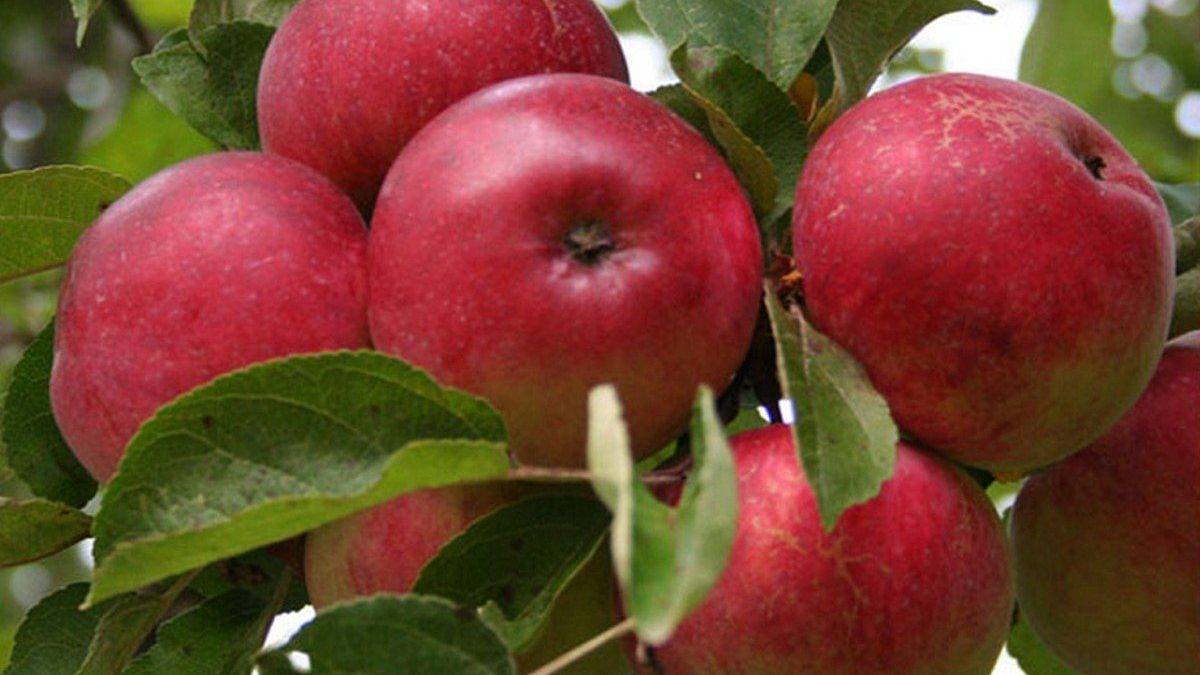 Канадский сорт яблок с огромными преимуществами — спартан