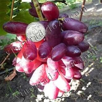 Описание и характеристики, преимущества и недостатки винограда сорта блестящий, выращивание