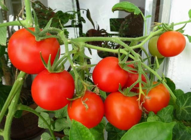 Как вырастить помидоры в бочке? просто!
с одного куста - 30 кг помидор!