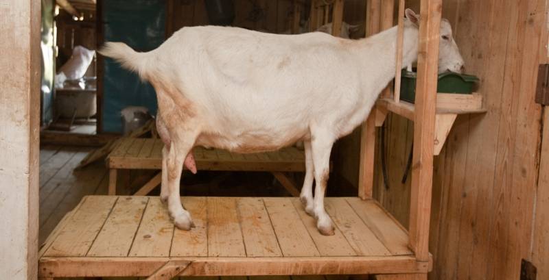 Как сделать экономичную кормушку для коз своими руками: основные требования