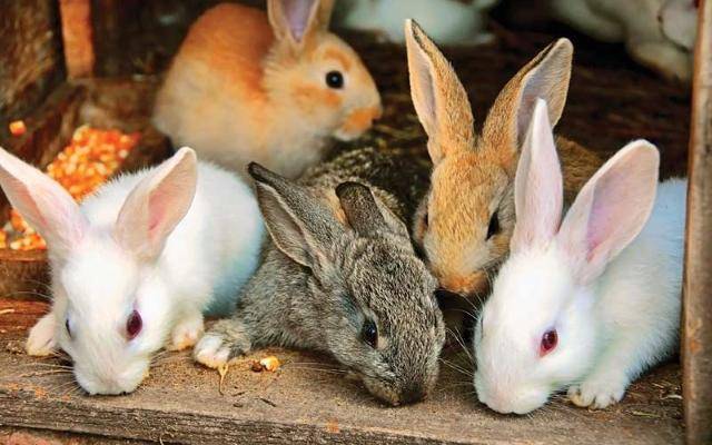 Комбикорм для кроликов: состав, рецепт приготовления своими руками