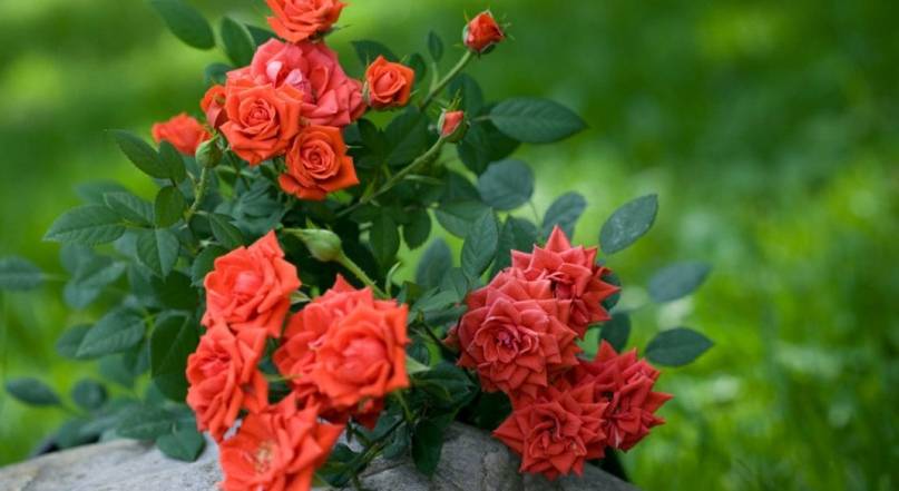 Роза кордана микс. как ухаживать после покупки в саду и домашних условиях. правила пересадки растения