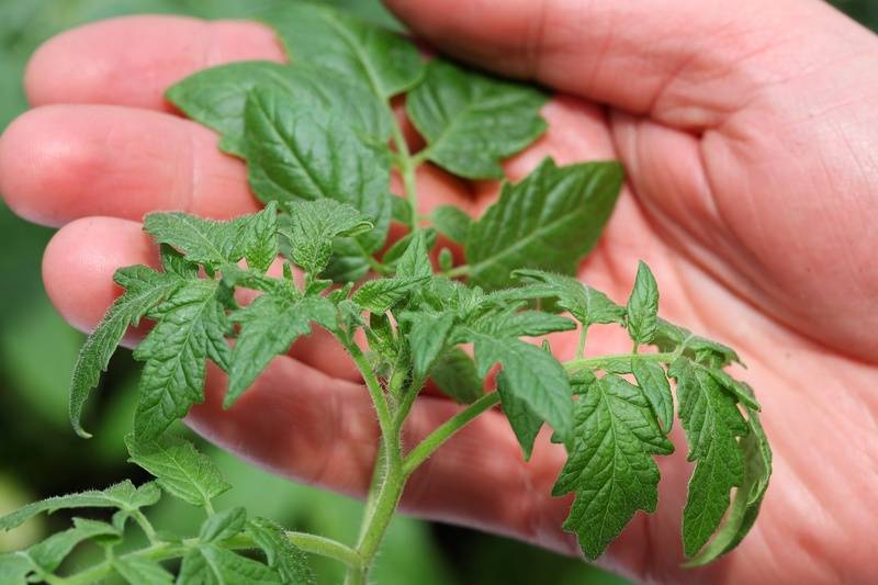 Как вырастить рассаду томатов в «пелёнках» по методу галины кизимы