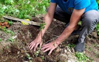 Пересадка садовых клематисов на новое место: сроки, пошаговая инструкция