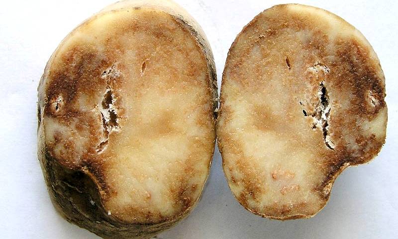 Как бороться с фитофторой на картофеле