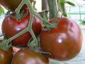 Особенности и главные отличительные характеристики сорта томатов «сибирский тигр»