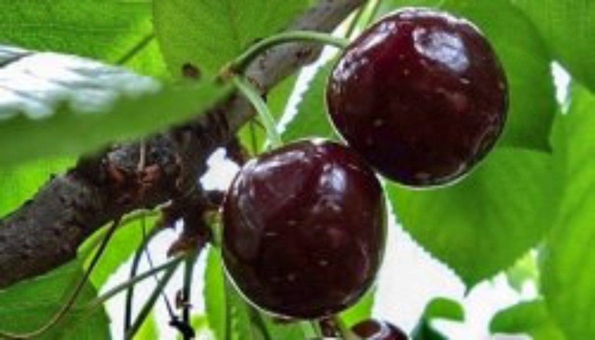 Описание и выращивание украинского сорта вишни чернокорка