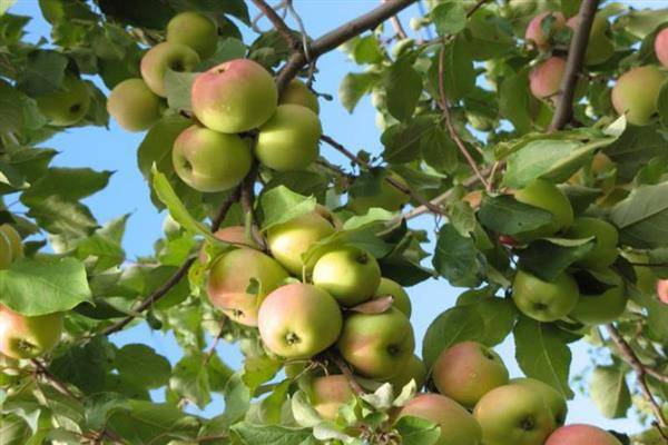Отличительные черты, способы ухода и история сорта яблонь утёс