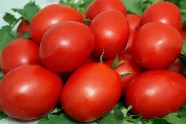 Описание сорта томатов аргонавт и его характеристики