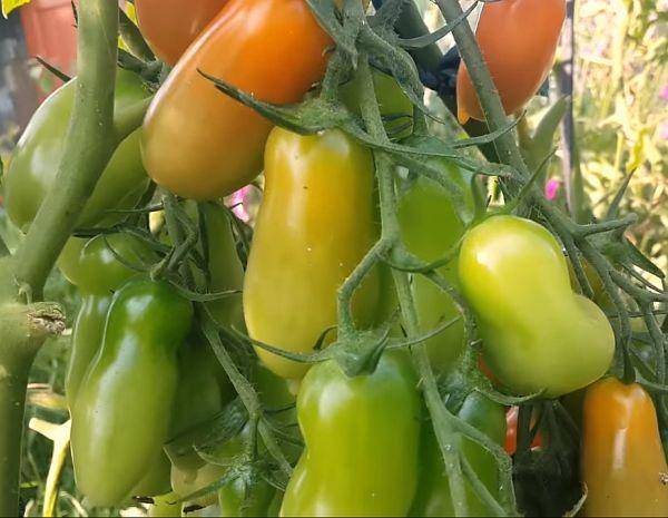 Царь на огороде — томат петр 1: характеристика и описание сорта