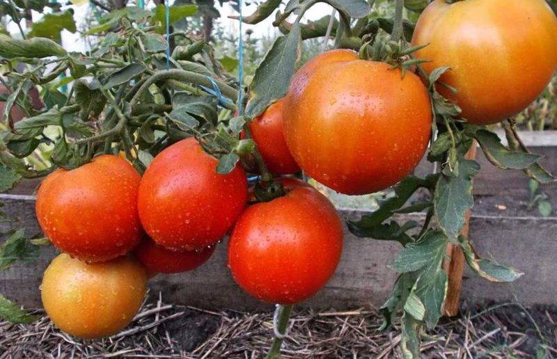 Детерминантные томаты: что это такое, лучшие низкорослые сорта для открытого грунта и теплицы