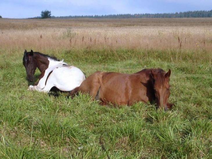 Правда ли, что лошади спят стоя