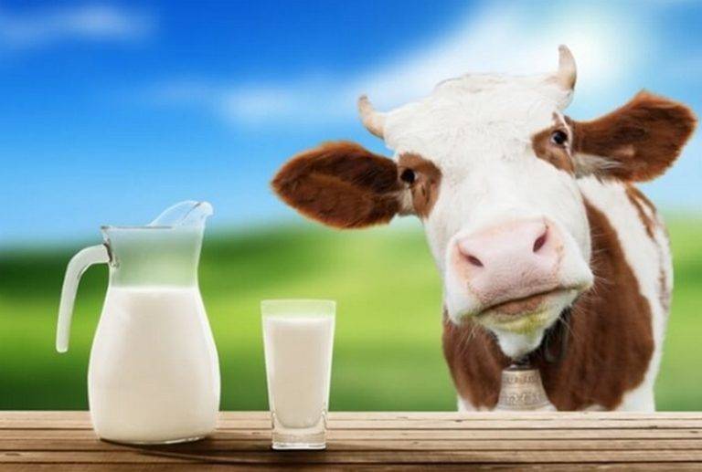 Почему при кипячении козье молоко иногда сворачивается и как этого избежать