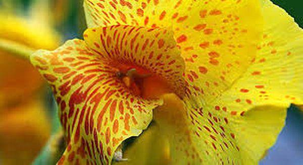 Канна: ботаническое описание, особенности посадки и ухода за цветком