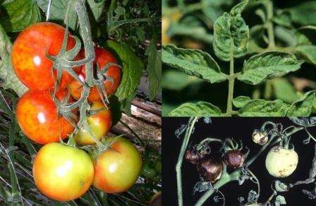 Опасные болезни томатов, растущих в теплице: описание, лечение недугов и их фото