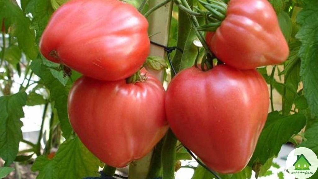Выращивание ампельных помидоров на окне