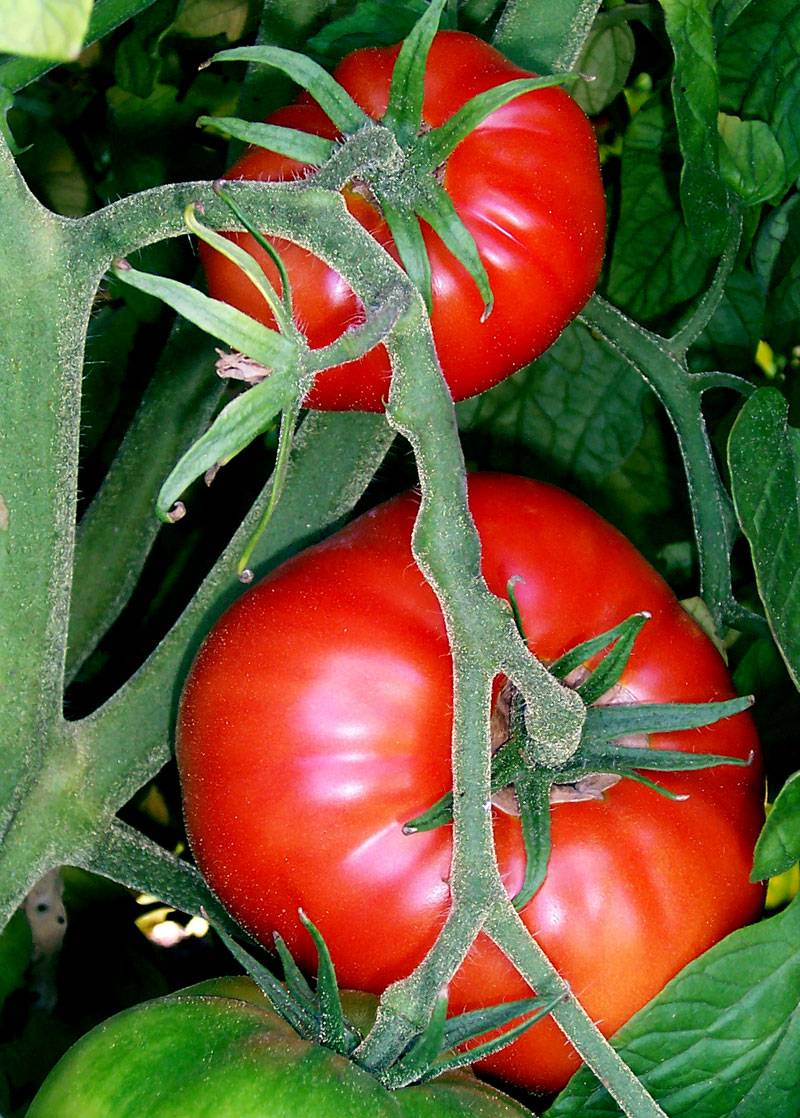 Томаты черри: полезные свойства и состав помидоров