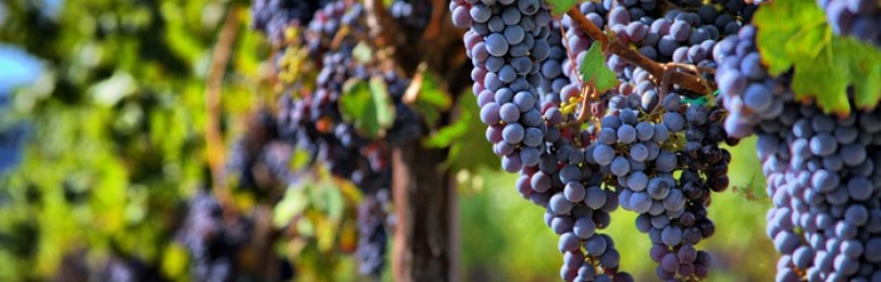 Технология выращивания винограда в теплице: раскрываем секреты дачников-виноделов