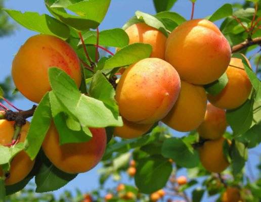 Характеристика сорта абрикосов медовый, описание урожайности, посадки и ухода