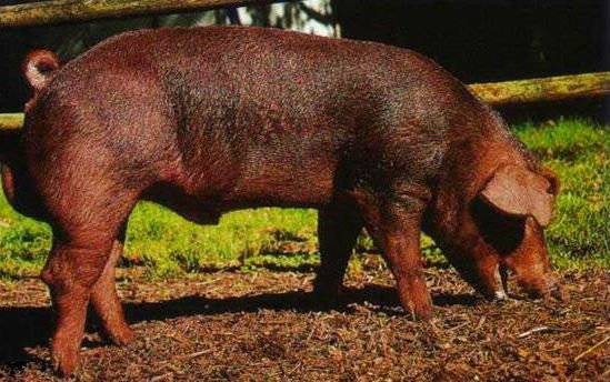 Описание и характеристики свиней породы ландрас, условия содержания и разведение