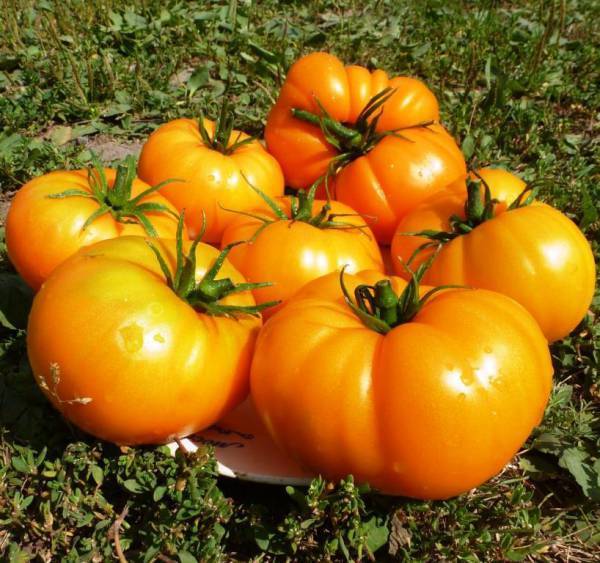 Томат оранжевый русский: характеристика и описание сорта, его урожайность с фото
